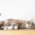 受験勉強における睡眠について