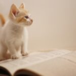受験勉強中の息抜き方法